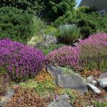 Best Drought Tolerant Plants for Sloppy Terrains