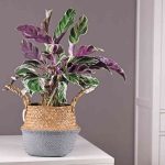 How To Treat Overwatered Calathea White Fusion