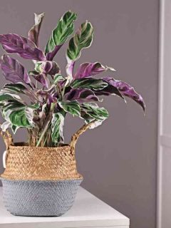 How To Treat Overwatered Calathea White Fusion