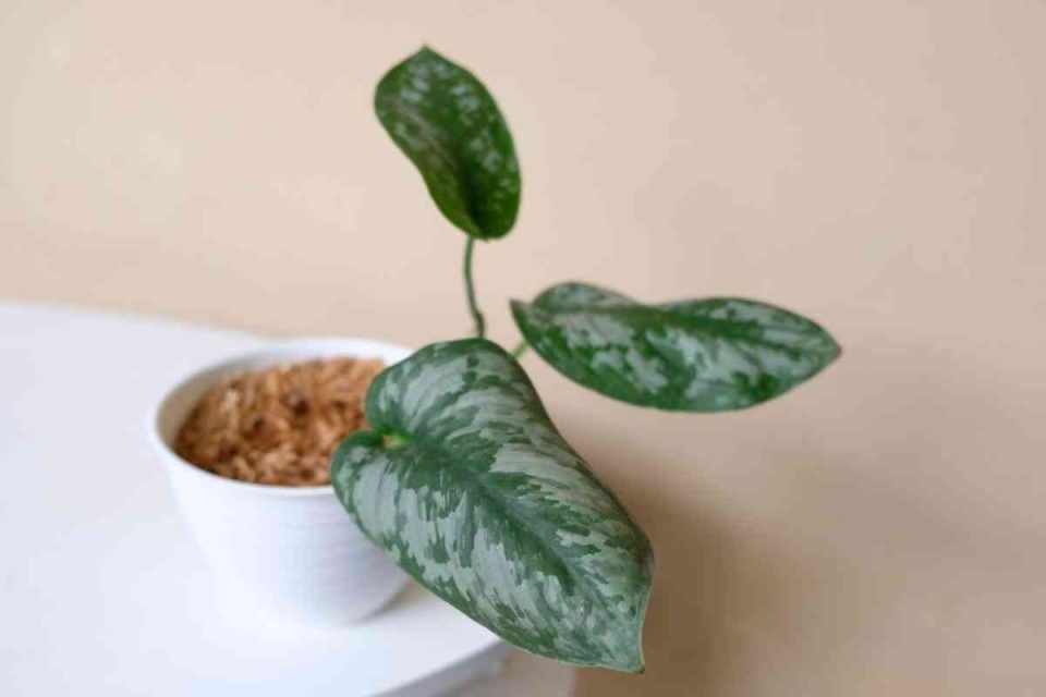 Silvery Ann Pothos Care and Growing Tips