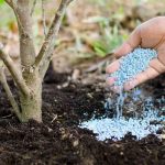 How to Fix Fertilizer Burn on Plants