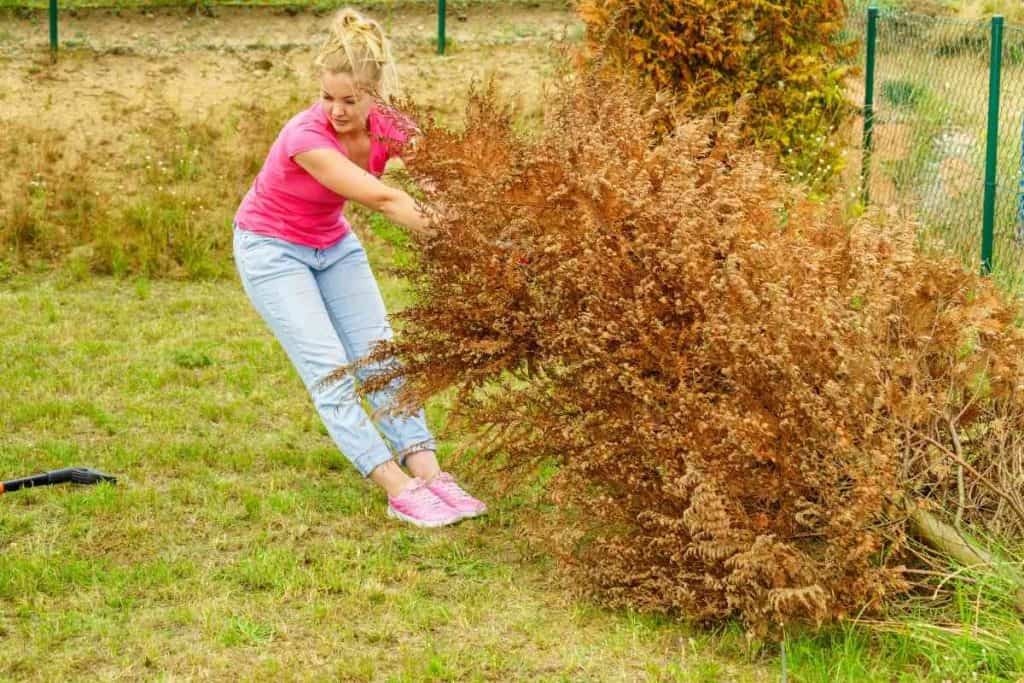 How to Identify a Dead Tree in Your Yard