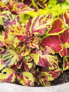 How to Save Coleus Plant From Wilting
