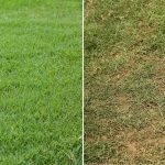 Is Zoysia grass better than Bermuda