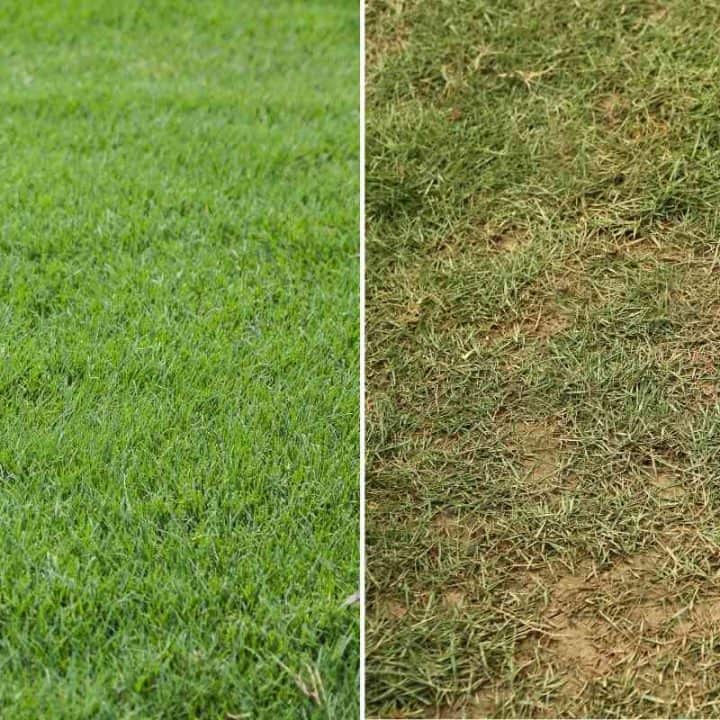 Zoysia Grass Vs Fescue Which Should You Use?