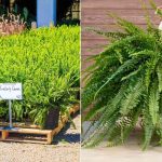 Differences Between Kimberly Queen Fern and Boston Fern