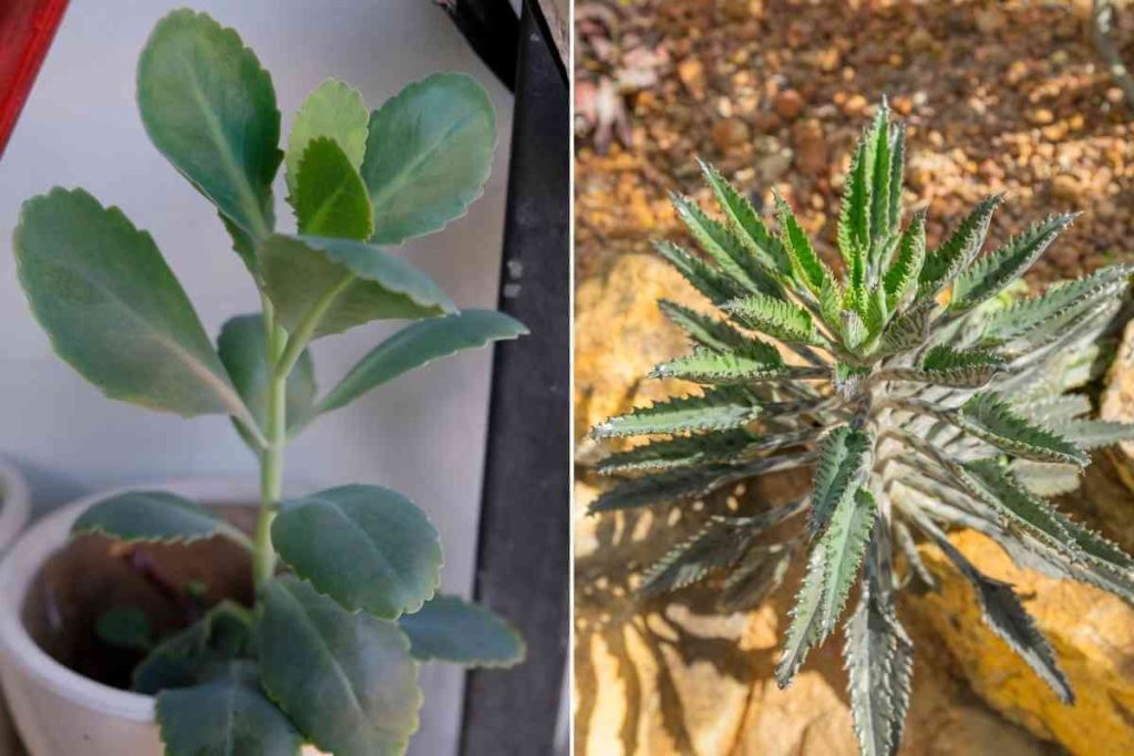 Mother of Thousands Vs Mother of Millions