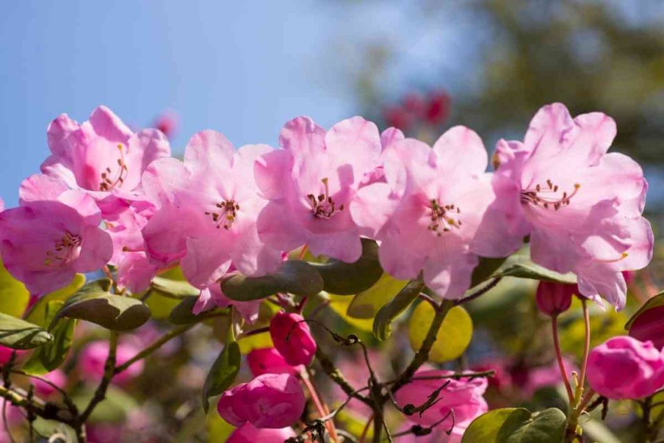 Top 15 Common Rhododendron Varieties (With Pictures)