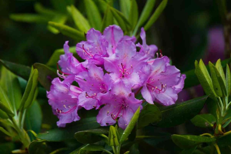Top 15 Common Rhododendron Varieties (With Pictures)