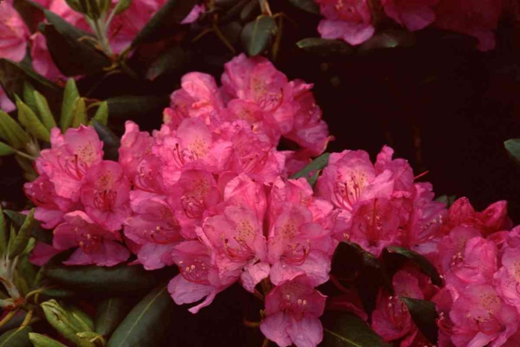 Rhododendron Varieties