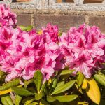 Different Varieties of Rhododendron