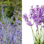 Differences Between Russian Sage and Lavender