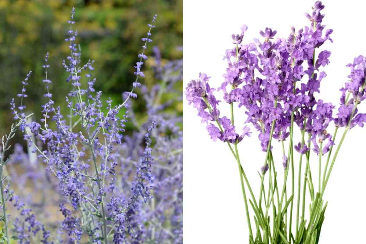 Russian Sage Vs Lavender (Notable Differences)