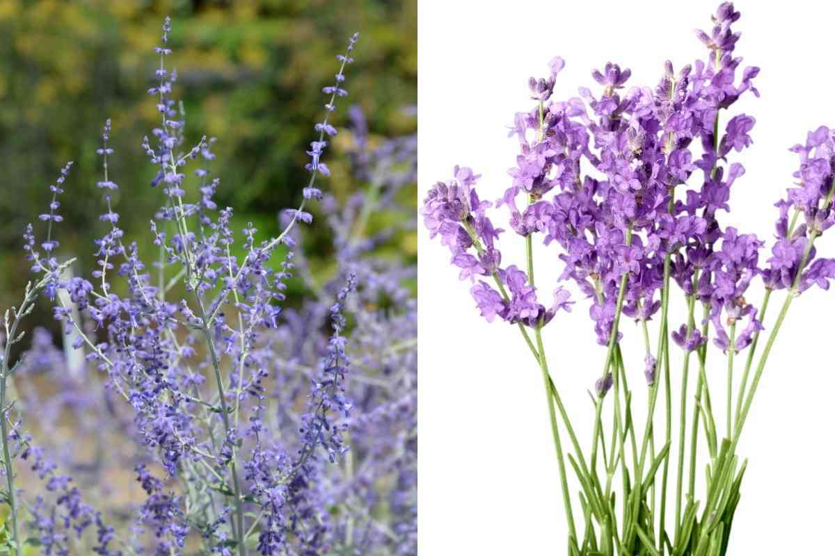 russian-sage-vs-lavender-notable-differences