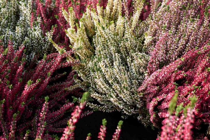 Top 9 Types of Heather Plants (With Pictures)