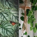 Difference Between Silver Satin Pothos and Scindapsus