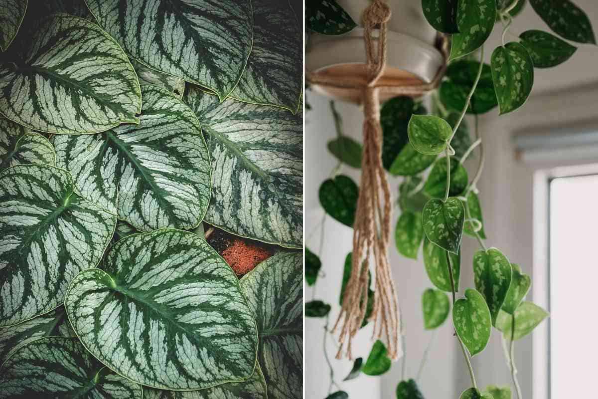 Silver Satin Pothos Vs Scindapsus (Major Differences)