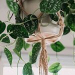 How to Care For Silvery Ann Pothos