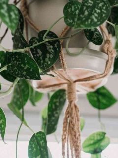 How to Care For Silvery Ann Pothos