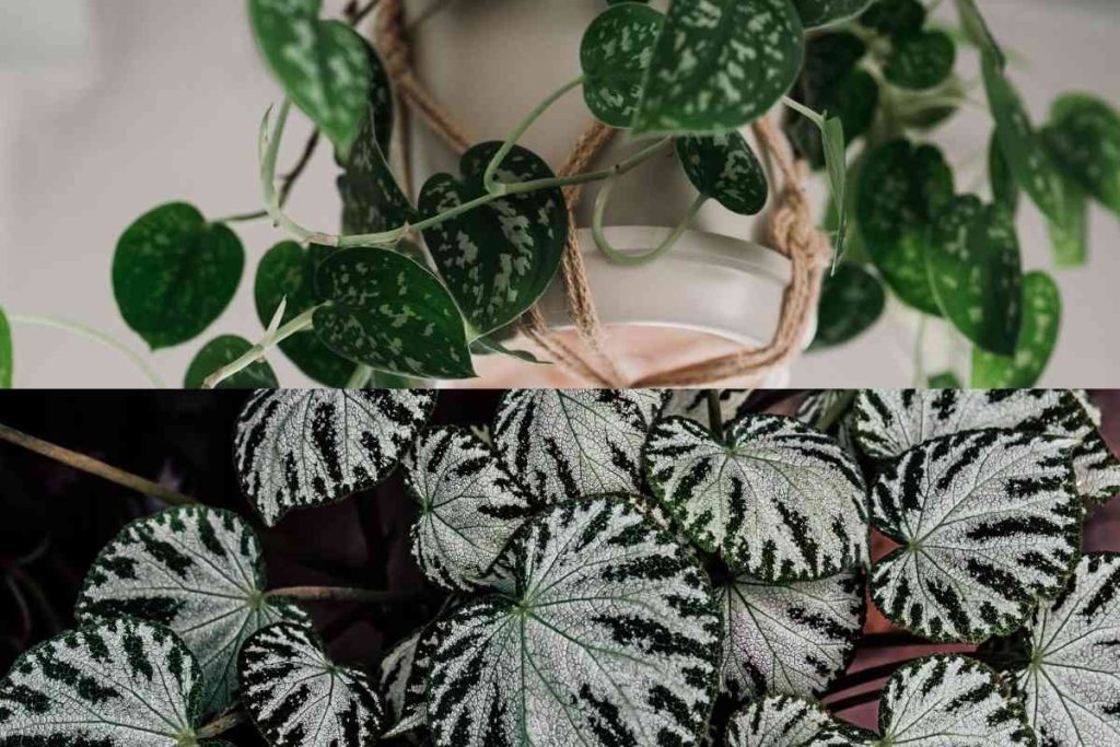 Silver Satin Pothos Vs Scindapsus