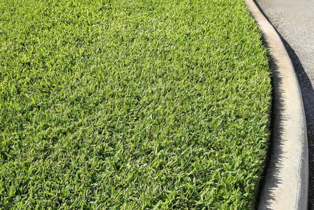 Bermuda Grass Vs. St. Augustine