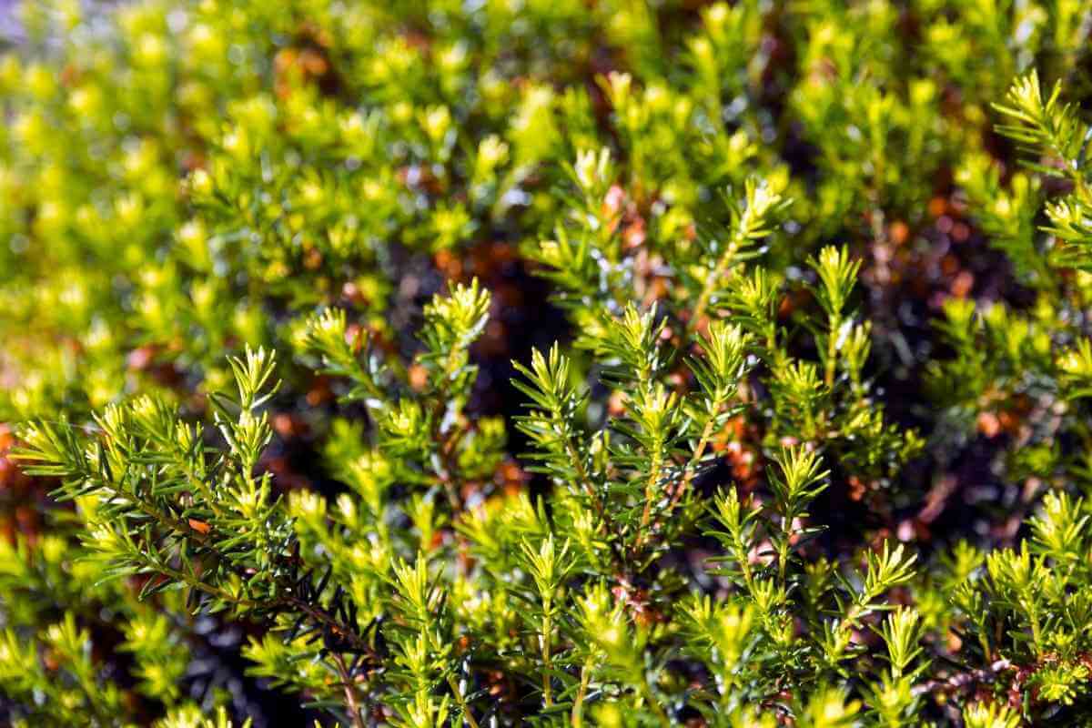 Top 9 Types of Heather Plants (With Pictures)
