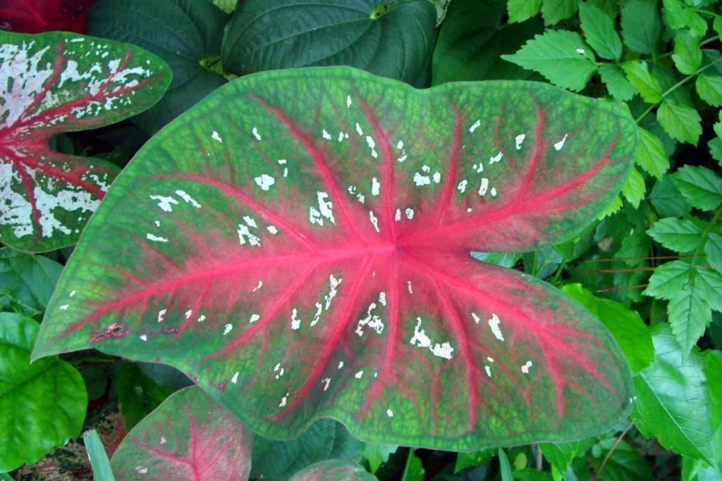 Why Are My Caladium Leaves Curling