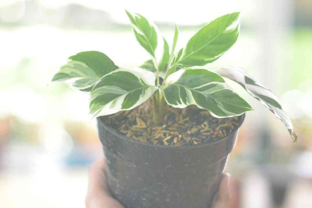 Why Is Calathea White Fusion Leaves Curling