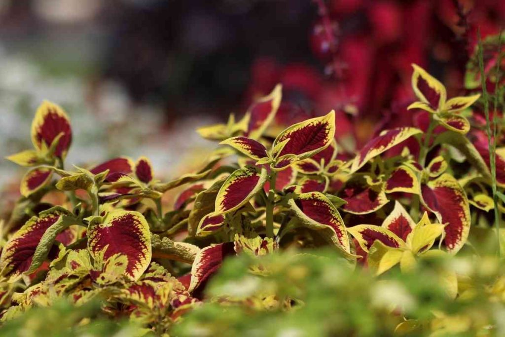 Why Is My Coleus Wilting