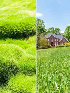 Difference Between Zoysia Grass and Fescue Grass