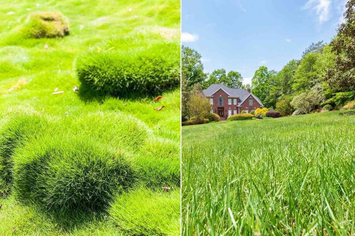 Zoysia Grass Vs Fescue Which Should You Use?