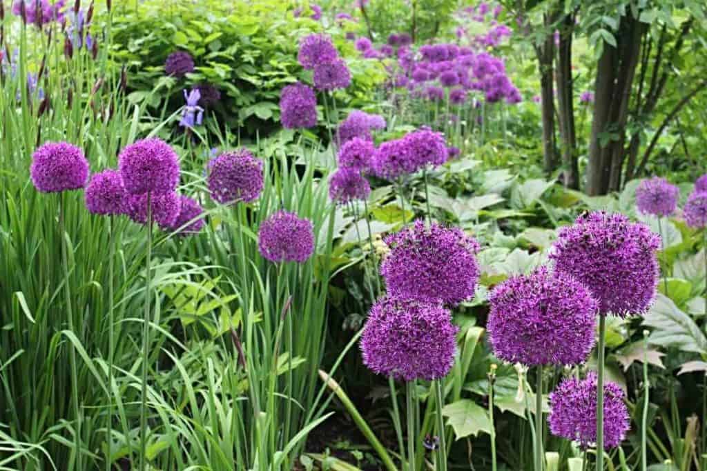 Top 20 Plants with Green Leaves and Purple Flowers
