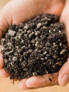 Can You Use Cactus Soil For Regular Plants