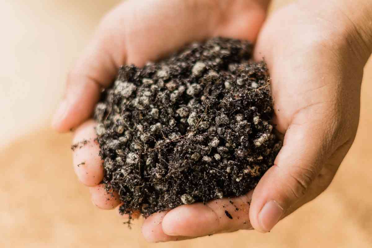 Can You Use Cactus Soil For Regular Plants?