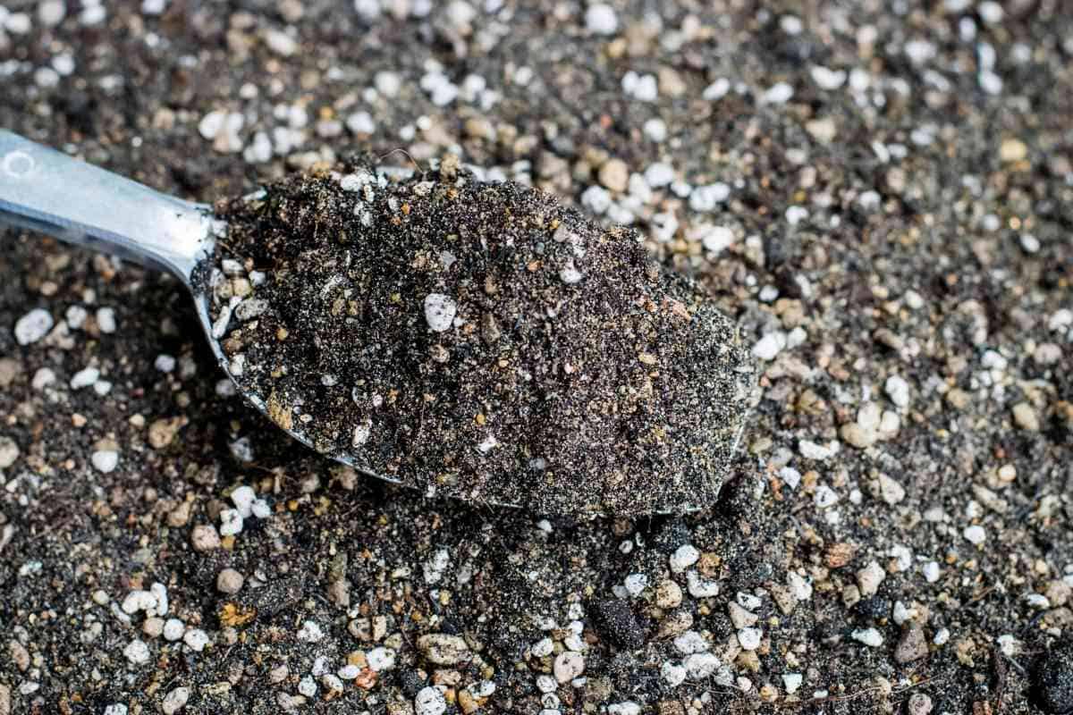 Can You Use Cactus Soil For Succulents?