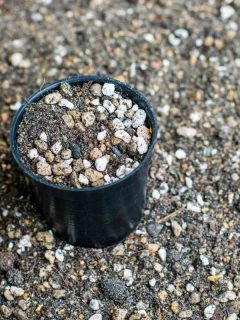 Can You Use Cactus Soil For Vegetables