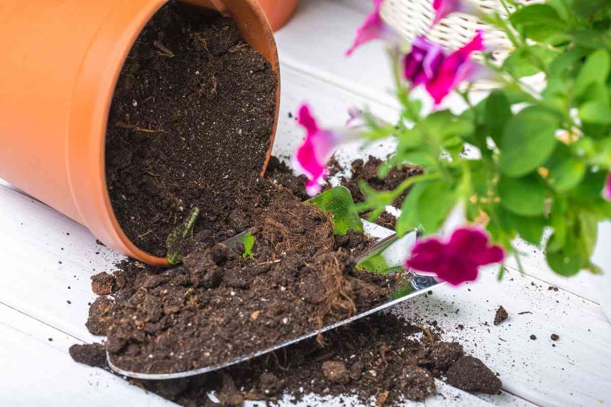 can-you-use-regular-potting-soil-for-succulents