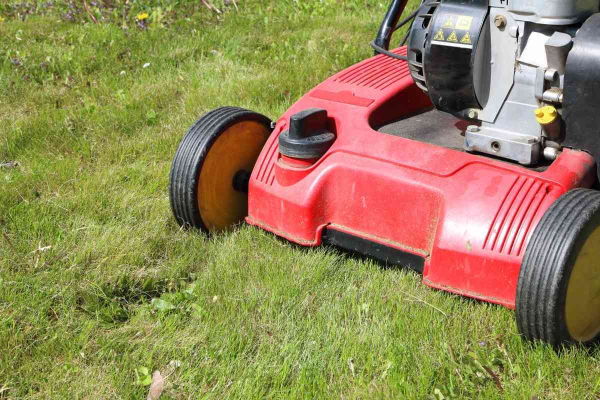 Do dethatching 2025 blades work