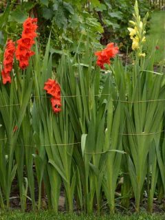 Gladiolus Growing Stages