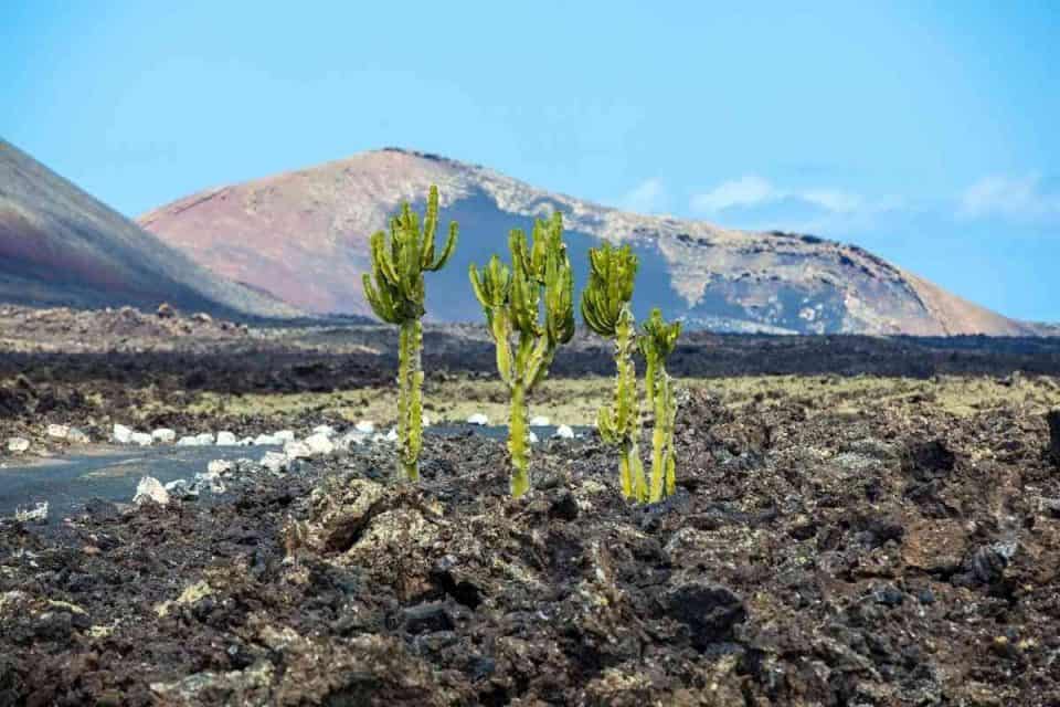 Can You Use Cactus Soil For Vegetables?