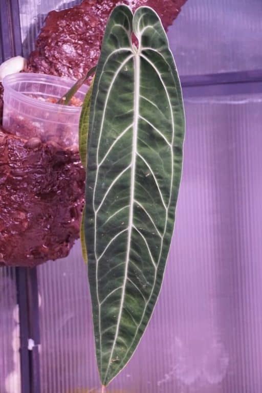 Anthurium Warocqueanum Care and Growing Tips