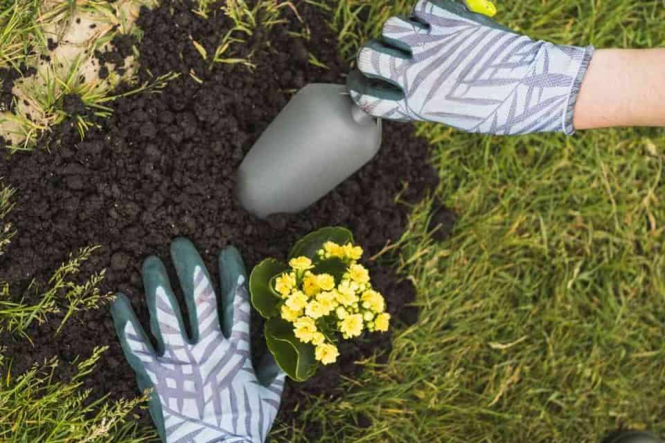 Can You Use Cactus Soil For Succulents?