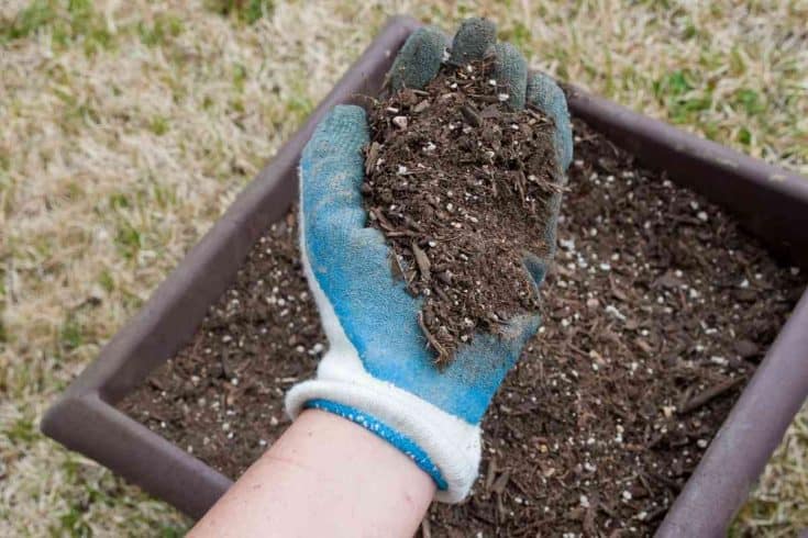 Can You Use Regular Potting Soil For Succulents?