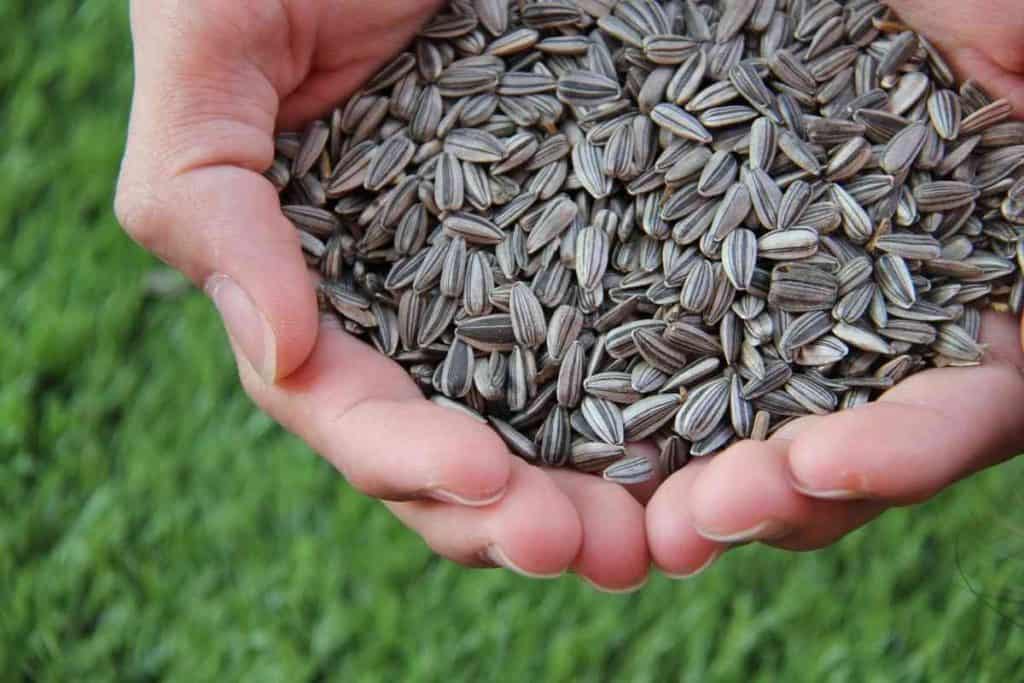 Where Do Sunflower Seeds Come From