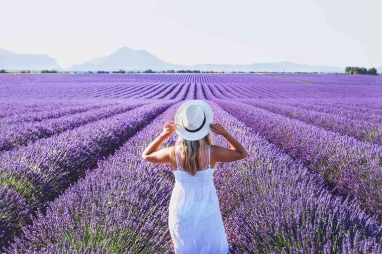 Do Deer Eat Lavender?