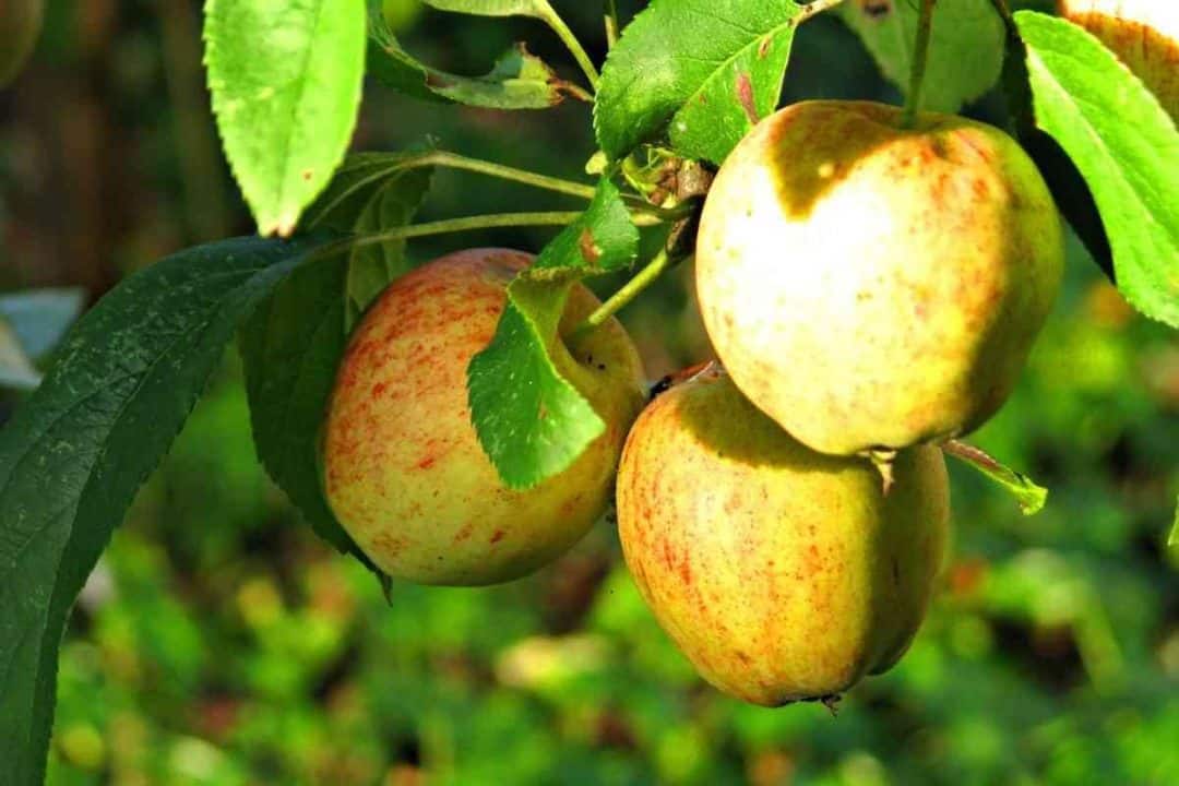 Top 10 Most Profitable Fruit Trees To Grow