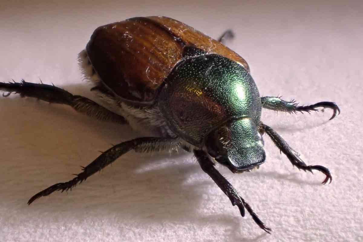 uncovering-the-mystery-where-do-japanese-beetles-disappear-to-at-night