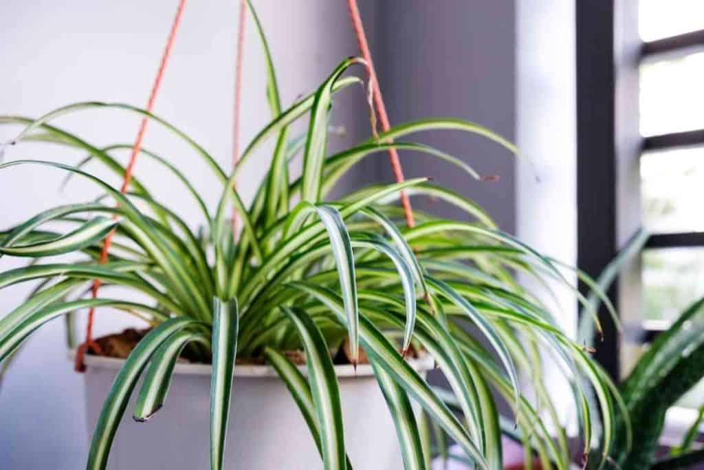 How To Prune Spider Plants (To PROMOTE Growth)