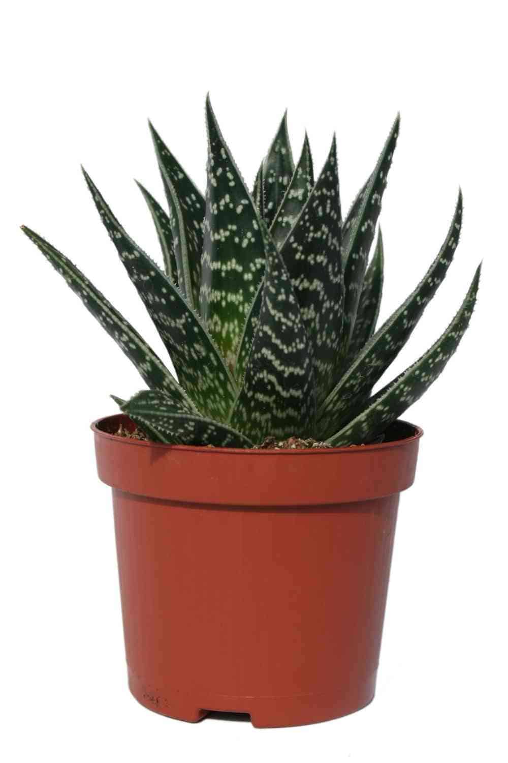 Choosing the Best Pots For Aloe Plants (Essential Guide)