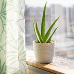Best Pots For Aloe Plants